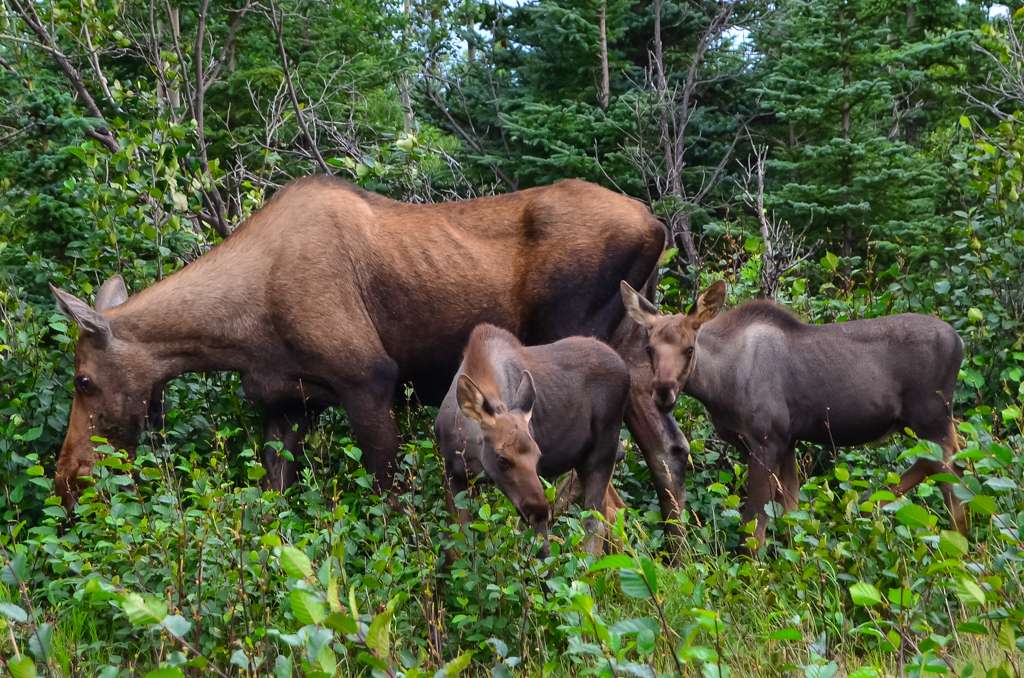 Denali National Park - an unusual holiday destinations to travel off the beaten path in Alaska